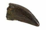 Tyrannosaur Tooth - Judith River Formation, Montana #95649-1